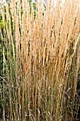 CALAMAGROSTIS X ACUTIFLORA KARL FOERSTER