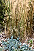 CALAMAGROSTIS X ACUTIFLORA KARL FOERSTER WITH EUPHORBIA MYRSINITES IN THE FOREGROUND