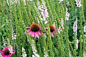 ECHINACEA PURPUREA RUBINSTERN WITH  VERONICA PINK DAMASK