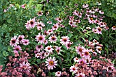 ECHINACEA PURPUREA MAGNUS WITH  SEDUM PURPLE EMPEROR MAGNUS