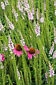 ECHINACEA PURPUREA RUBINSTERN  WITH VERONICA PINK DAMASK