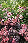 SEDUM PURPLE EMPEROR IN THE FOREGROUND,  AND ECHINACEA PURPUREA MAGNUS