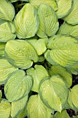 HOSTA,  EMERALD TIARA,  WITH RAINDROPS ON THE LEAVES