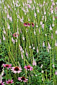 VERONICA PINK DAMASK  WITH ECHINACEA PURPUREA RUBINSTERN