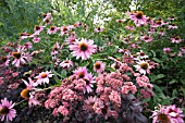 SEDUM PURPLE EMPEROR IN THE FOREGROUND,  AND ECHINACEA PURPUREA MAGNUS