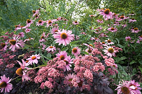 SEDUM_PURPLE_EMPEROR_IN_THE_FOREGROUND__AND_ECHINACEA_PURPUREA_MAGNUS