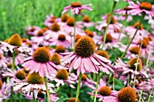 ECHINACEA PURPUREA RUBINSTERN