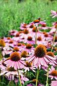 ECHINACEA PURPUREA RUBINSTERN