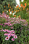 ECHINACEA PURPUREA MAGNUS WITH KNIPHOFIA TRIANGULARIS,  RED HOT POKERS IN THE BACKGROUND