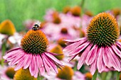 ECHINACEA PURPUREA RUBINSTERN