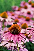 ECHINACEA PURPUREA RUBINSTERN