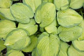 HOSTA,  EMERALD TIARA,  WITH RAINDROPS ON THE LEAVES