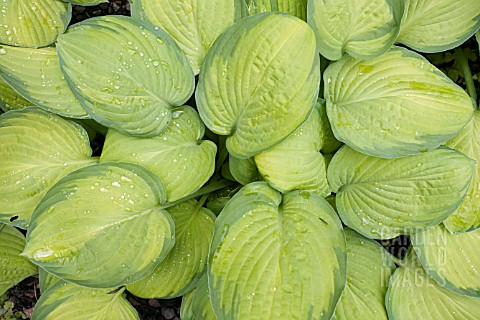 HOSTA__EMERALD_TIARA__WITH_RAINDROPS_ON_THE_LEAVES