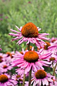 ECHINACEA PURPUREA RUBINSTERN