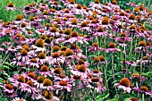 ECHINACEA PURPUREA RUBINSTERN