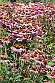 ECHINACEA PURPUREA RUBINSTERN