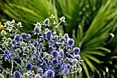 ERYNGIUM PLANUM