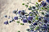 ERYNGIUM PLANUM