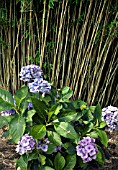 HYDRANGEA MACROPHYLLA EUROPA IN FRONT OF A CLUMP OF BAMBOO,  FARGESIA,  NITIDA.