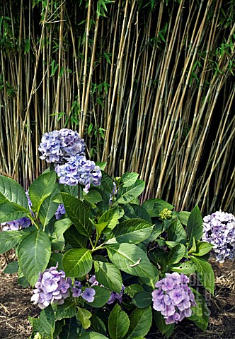 HYDRANGEA_MACROPHYLLA_EUROPA_IN_FRONT_OF_A_CLUMP_OF_BAMBOO__FARGESIA__NITIDA