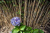 HYDRANGEA MACROPHYLLA EUROPA IN FRONT OF A CLUMP OF BAMBOO,  FARGESIA,  NITIDA.