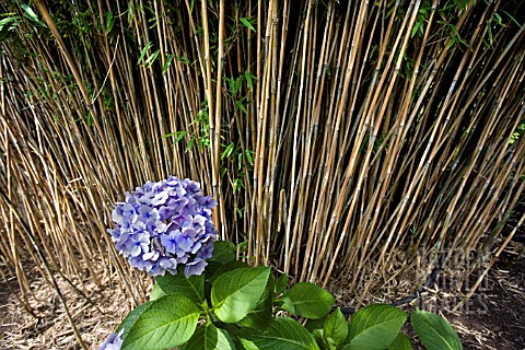 HYDRANGEA_MACROPHYLLA_EUROPA_IN_FRONT_OF_A_CLUMP_OF_BAMBOO__FARGESIA__NITIDA