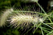 PENNISETUM VILLOSUM