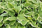 HOSTA,  SPINNERS