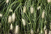 PENNISETUM VILLOSUM