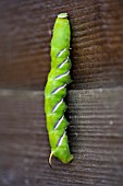 SPHINX LIGUSTRI,   PRIVET HAWKMOTH LARVAE,  CATERPILLAR