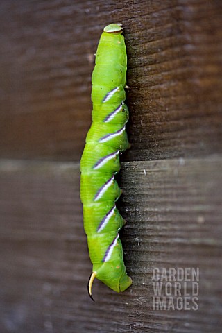 SPHINX_LIGUSTRI___PRIVET_HAWKMOTH_LARVAE__CATERPILLAR