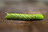 SPHINX LIGUSTRI,   PRIVET HAWKMOTH LARVAE,  CATERPILLAR