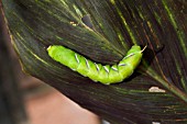 SPHINX LIGUSTRI,   PRIVET HAWKMOTH LARVAE,  CATERPILLAR