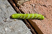 SPHINX LIGUSTRI,   PRIVET HAWKMOTH LARVAE,  CATERPILLAR