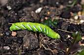 SPHINX LIGUSTRI,   PRIVET HAWKMOTH LARVAE,  CATERPILLAR (LARVAE)