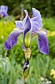 IRIS LAEVIGATA,  GROWING IN A POND