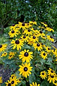 RUDBECKIA FULGIDA VAR. SULLIVANTII GOLDSTURM