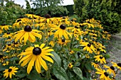 RUDBECKIA FULGIDA VAR. SULLIVANTII GOLDSTURM