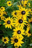 RUDBECKIA FULGIDA VAR. SULLIVANTII GOLDSTURM