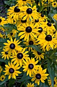 RUDBECKIA FULGIDA VAR. SULLIVANTII GOLDSTURM (AGM), (CONEFLOWER GOLDSTURM)