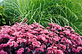 SEDUM PURPLE EMPEROR AND MISCANTHUS SINENSIS SARABANDE BEHIND.