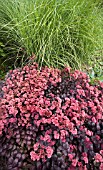 SEDUM PURPLE EMPEROR AND MISCANTHUS SINENSIS SARABANDE BEHIND.