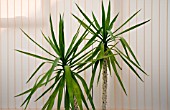 YUCCA,  ELEPHANTIPES IN A POT GROWING IN A CONSERVATORY