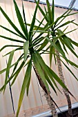 YUCCA,  ELEPHANTIPES IN A POT GROWING IN A CONSERVATORY