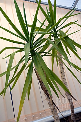 YUCCA__ELEPHANTIPES_IN_A_POT_GROWING_IN_A_CONSERVATORY