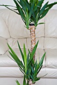 YUCCA,  ELEPHANTIPES,  HOUSEPLANT