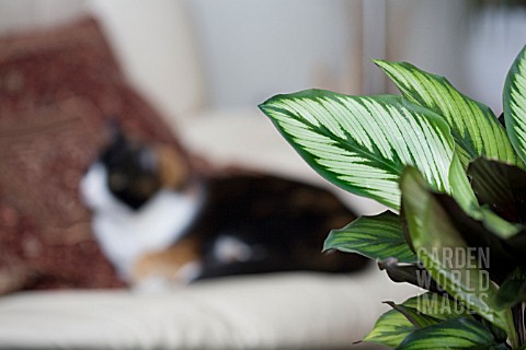 _CALATHEA_STROMANTHE__MARANTACEAE_VARIETY