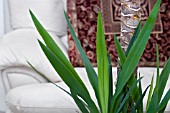 YUCCA,  ELEPHANTIPES,  HOUSEPLANT