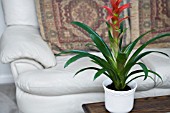 GUZMANIA,  HOUSEPLANT,