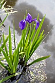 IRIS LAEVIGATA,  GROWING IN A POND